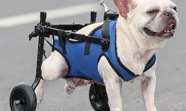 Adjustable Hind Leg Disabled Pet Dog Mobility Aid Light Trolley Tools Wheelchair Pet Legs Walk Rehabilitation O1c1