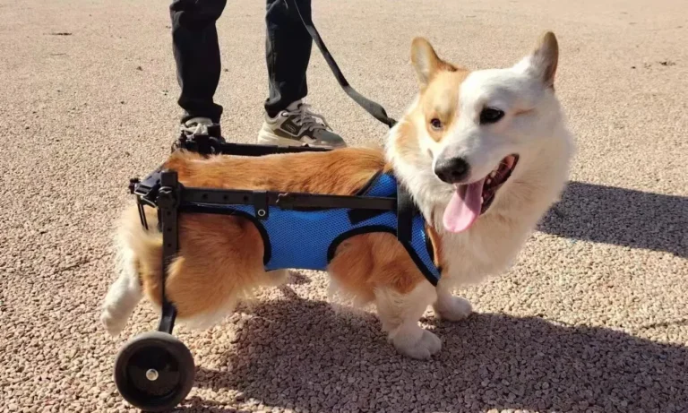 Elderly Dog Wheelchair Forelimb Four Wheeled Pet Hemiplegia Dog Car Foreleg Disability Car Full Limb Paralysis Dog Assist Car