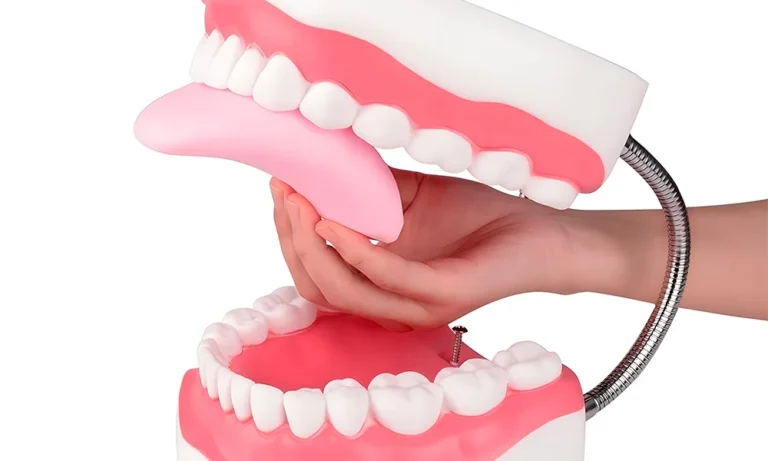 Mouth Model Metal Hinge for Speech Therapy, Ideal Brushing Teaching Dental Teeth Model for Kids and Children, 6 Times Enlarge